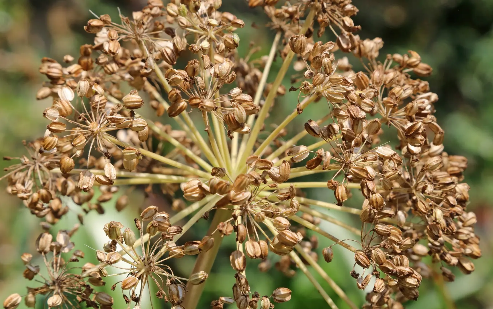  Angelica Seeds